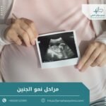 مراحل نمو الجنين