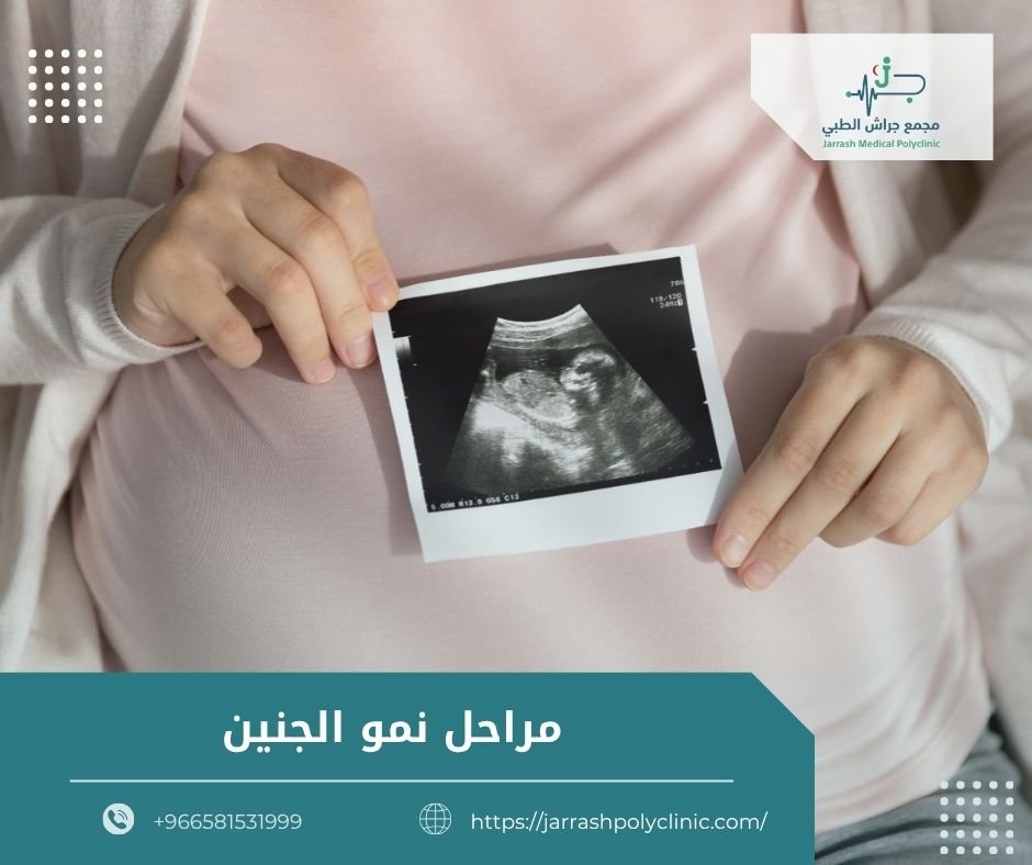 مراحل نمو الجنين